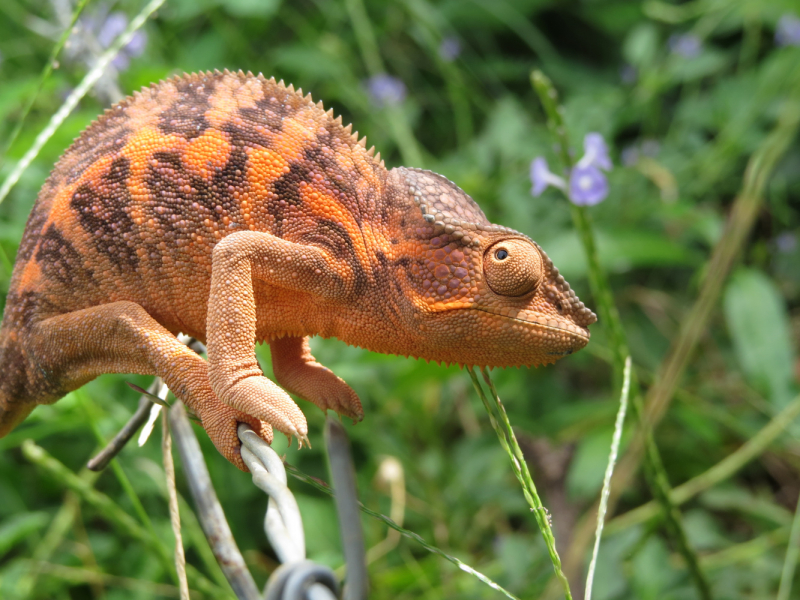 Мадагаскар-2020: Из крайности в крайность