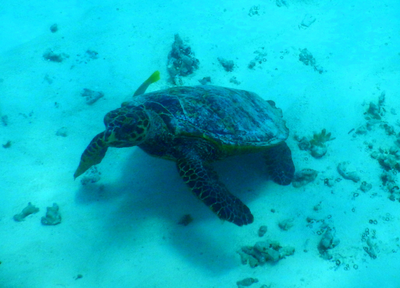 Остров Тодду: манты, черепахи, планктон и три "Wow". ))) Конец марта - начало апреля 2021.