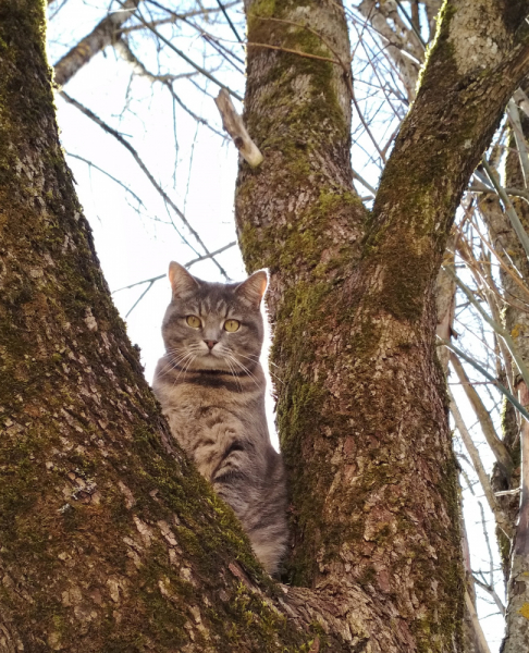 Кошки в нашей жизни. Кошки и все, что с ними связано.