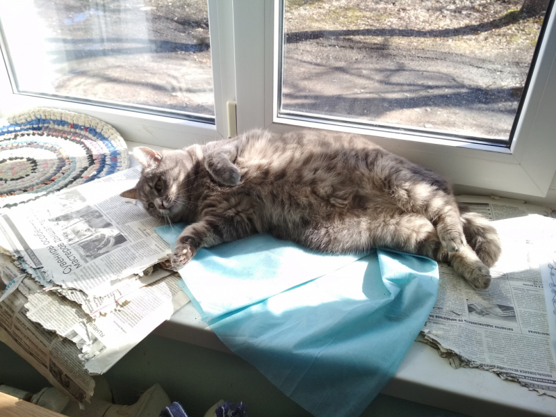 Кошки в нашей жизни. Кошки и все, что с ними связано.