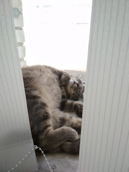 Кошки в нашей жизни. Кошки и все, что с ними связано.