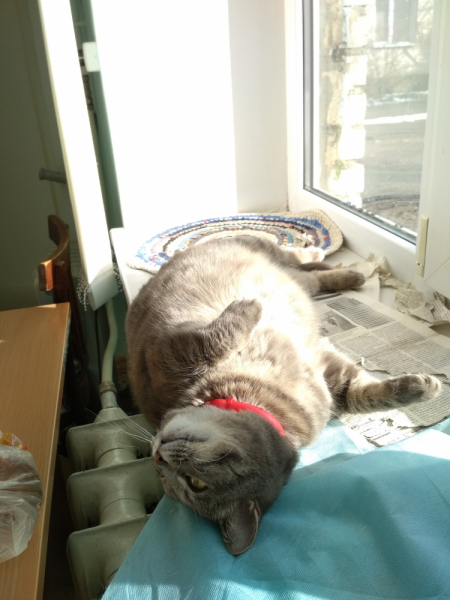 Кошки в нашей жизни. Кошки и все, что с ними связано.