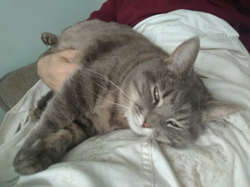 Кошки в нашей жизни. Кошки и все, что с ними связано.