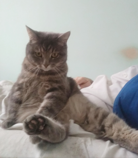 Кошки в нашей жизни. Кошки и все, что с ними связано.