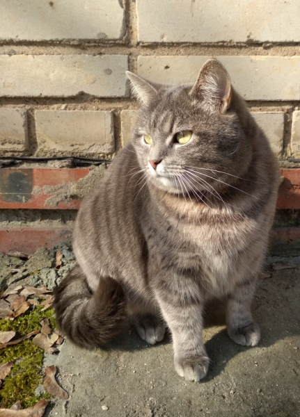 Кошки в нашей жизни. Кошки и все, что с ними связано.