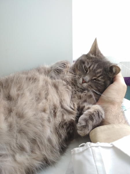 Кошки в нашей жизни. Кошки и все, что с ними связано.