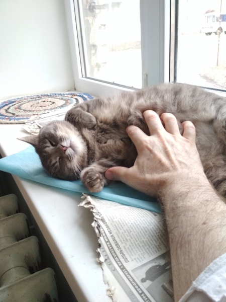 Кошки в нашей жизни. Кошки и все, что с ними связано.