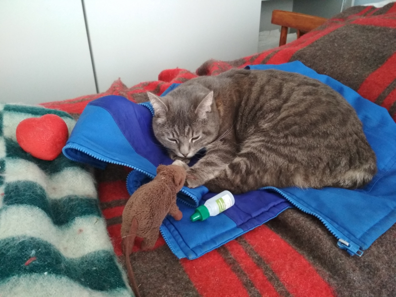 Кошки в нашей жизни. Кошки и все, что с ними связано.