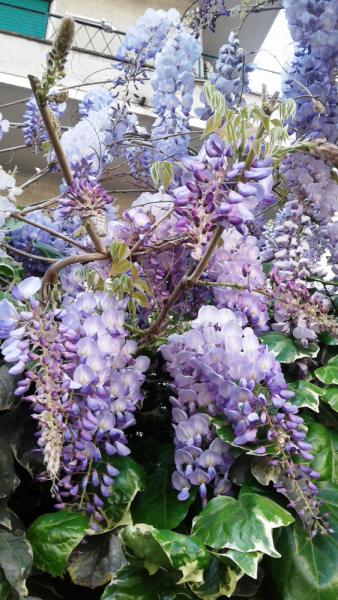 La mia vita. Римские записки, дневник онлайн