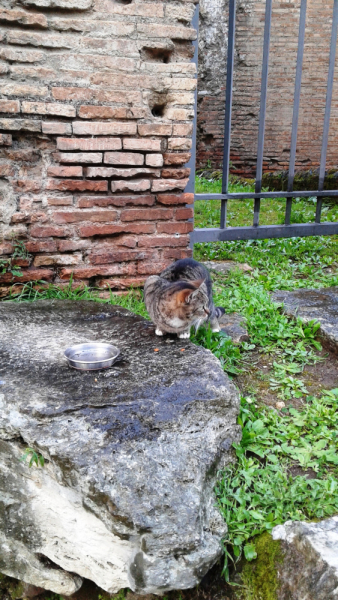 La mia vita. Римские записки, дневник онлайн