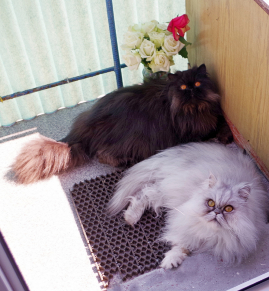 Кошки в нашей жизни. Кошки и все, что с ними связано.