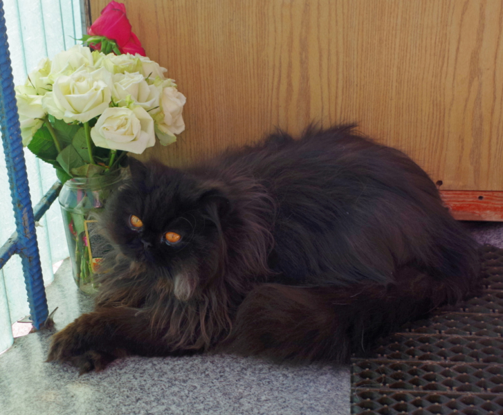 Кошки в нашей жизни. Кошки и все, что с ними связано.