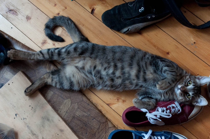 Кошки в нашей жизни. Кошки и все, что с ними связано.