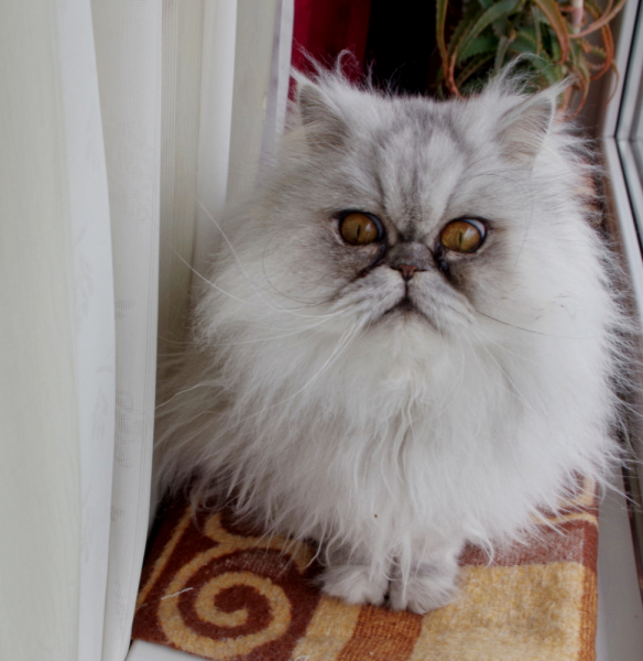 Кошки в нашей жизни. Кошки и все, что с ними связано.