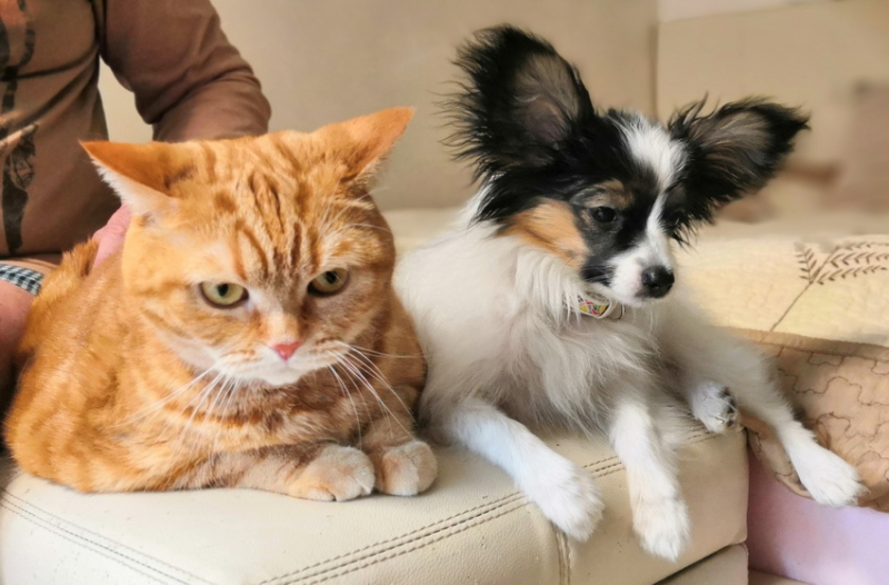 Кошки в нашей жизни. Кошки и все, что с ними связано.