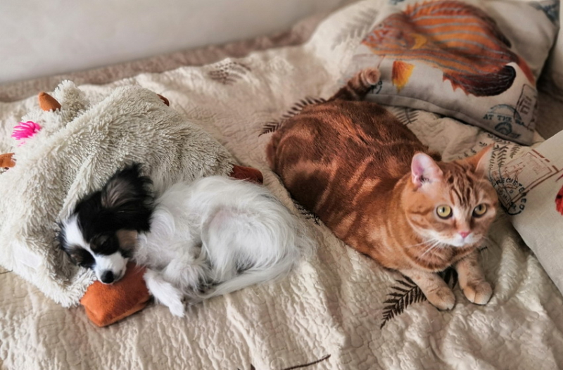 Кошки в нашей жизни. Кошки и все, что с ними связано.