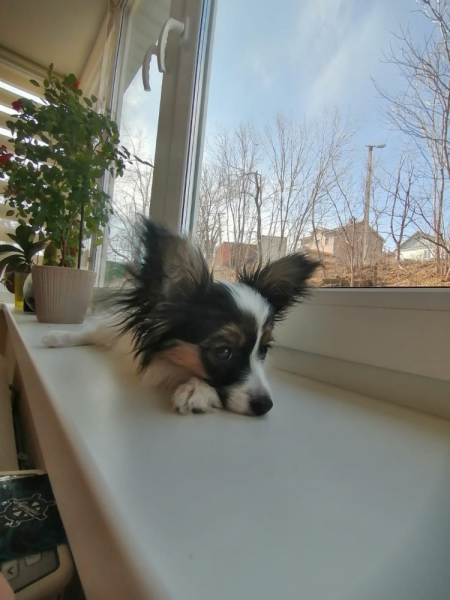 Кошки в нашей жизни. Кошки и все, что с ними связано.