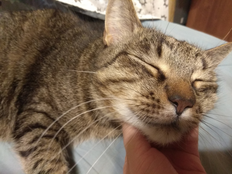 Кошки в нашей жизни. Кошки и все, что с ними связано.