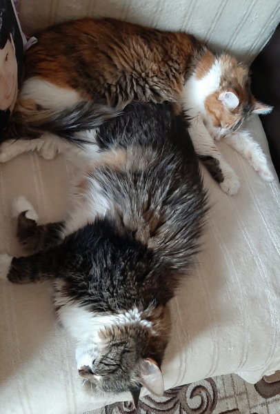 Кошки в нашей жизни. Кошки и все, что с ними связано.