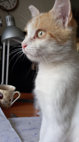 Кошки в нашей жизни. Кошки и все, что с ними связано.