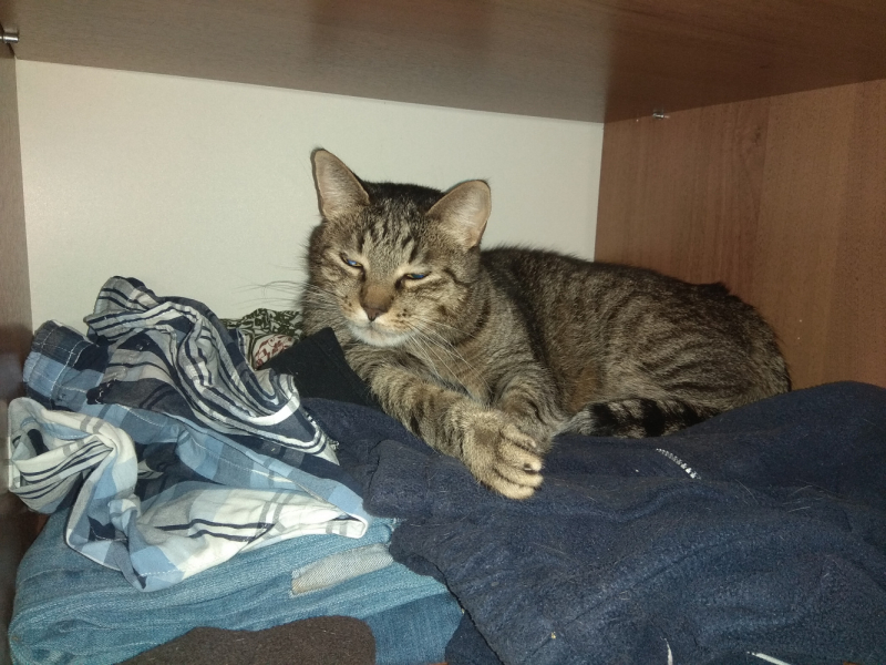 Кошки в нашей жизни. Кошки и все, что с ними связано.