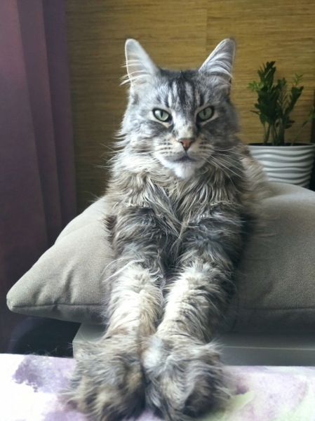 Кошки в нашей жизни. Кошки и все, что с ними связано.