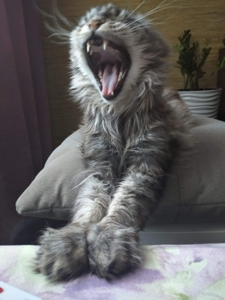 Кошки в нашей жизни. Кошки и все, что с ними связано.