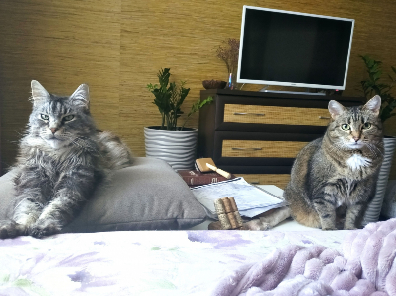 Кошки в нашей жизни. Кошки и все, что с ними связано.