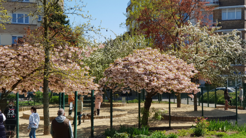 Испытание бельгийской весенней красотой: Floralia+