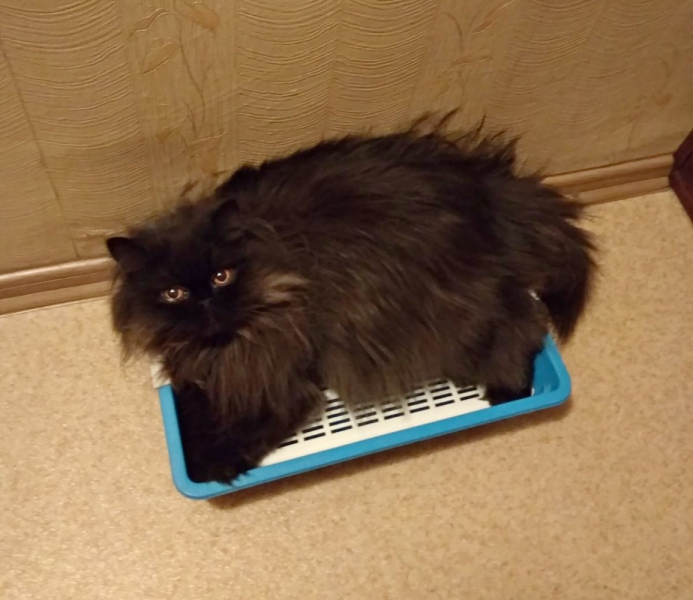 Кошки в нашей жизни. Кошки и все, что с ними связано.