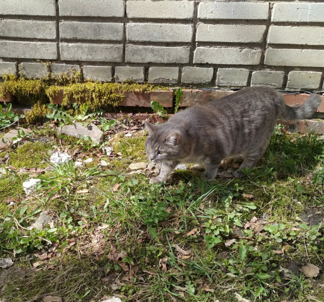 Кошки в нашей жизни. Кошки и все, что с ними связано.