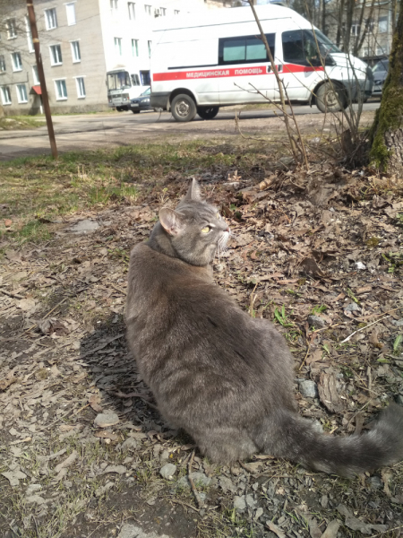 Кошки в нашей жизни. Кошки и все, что с ними связано.