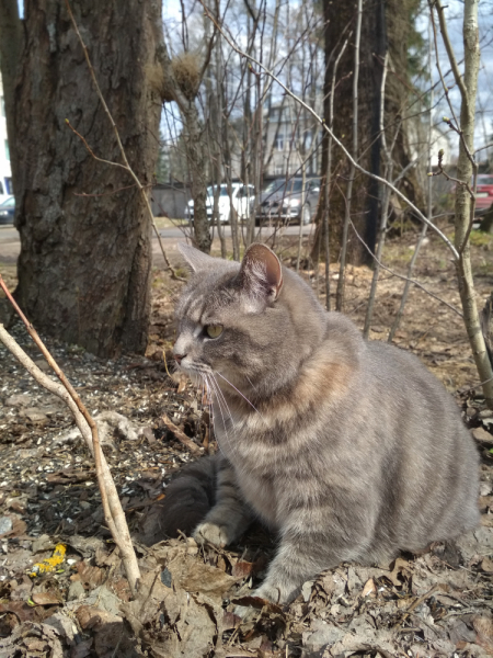 Кошки в нашей жизни. Кошки и все, что с ними связано.