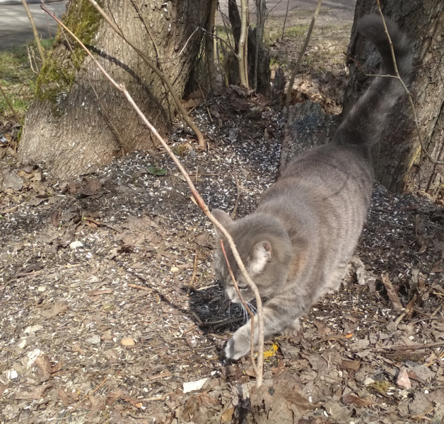 Кошки в нашей жизни. Кошки и все, что с ними связано.