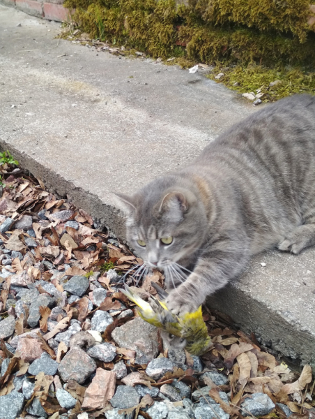Кошки в нашей жизни. Кошки и все, что с ними связано.