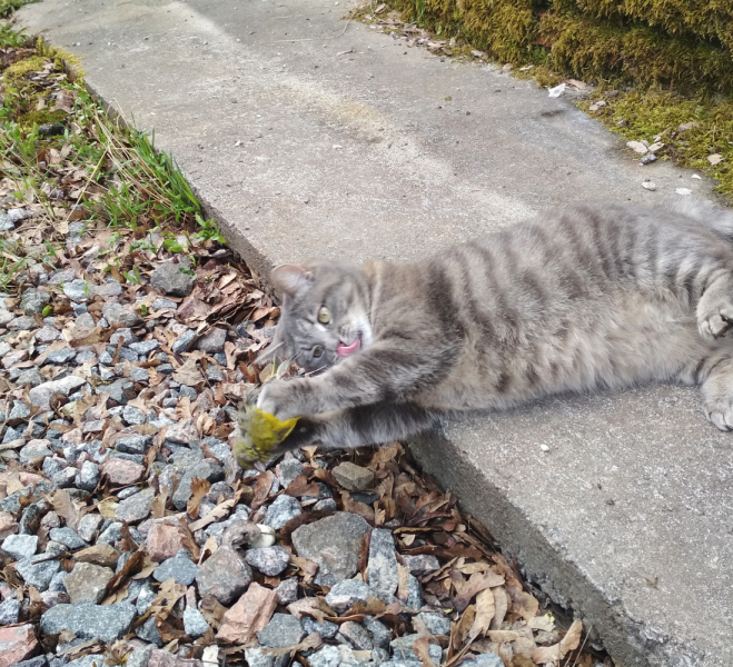 Кошки в нашей жизни. Кошки и все, что с ними связано.