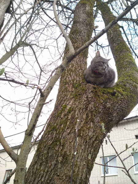 Кошки в нашей жизни. Кошки и все, что с ними связано.