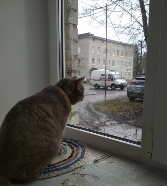 Кошки в нашей жизни. Кошки и все, что с ними связано.