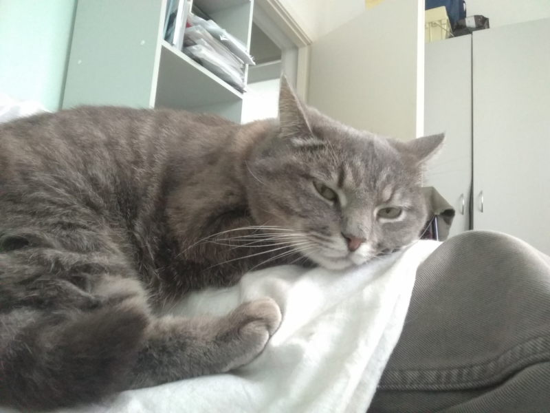 Кошки в нашей жизни. Кошки и все, что с ними связано.