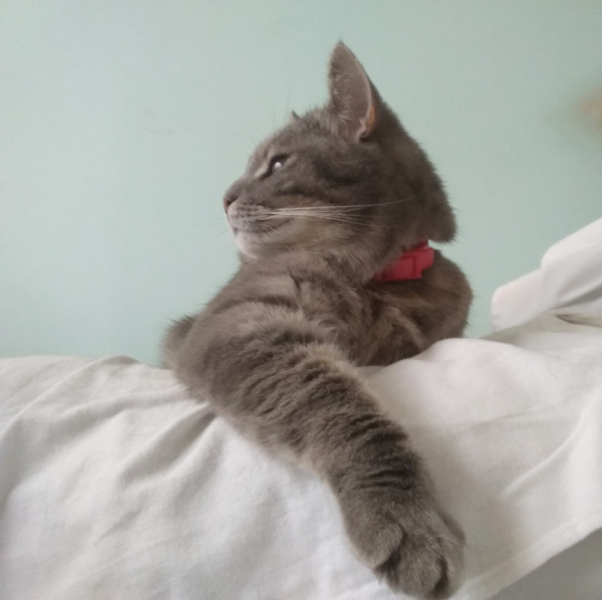 Кошки в нашей жизни. Кошки и все, что с ними связано.