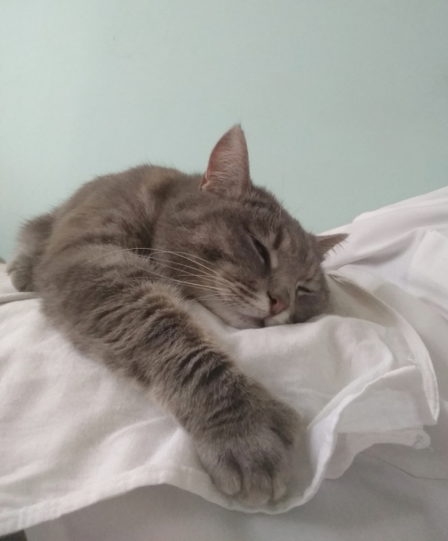 Кошки в нашей жизни. Кошки и все, что с ними связано.