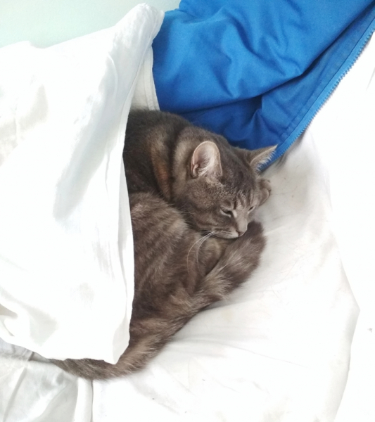 Кошки в нашей жизни. Кошки и все, что с ними связано.