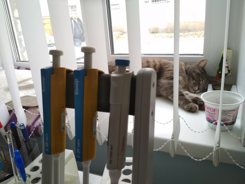 Кошки в нашей жизни. Кошки и все, что с ними связано.