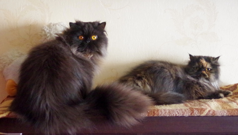 Кошки в нашей жизни. Кошки и все, что с ними связано.