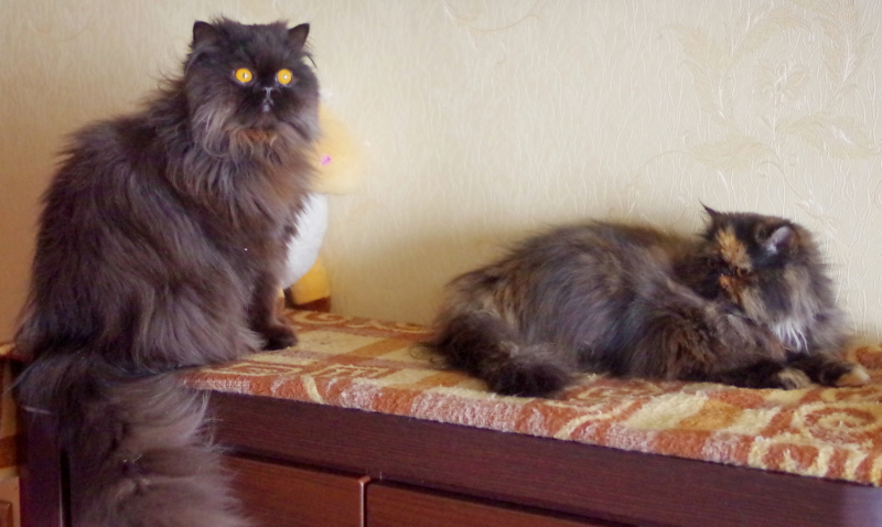 Кошки в нашей жизни. Кошки и все, что с ними связано.