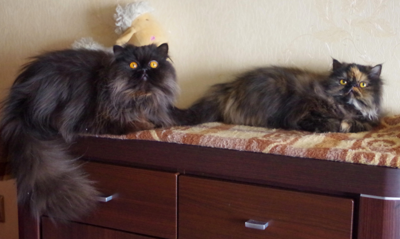 Кошки в нашей жизни. Кошки и все, что с ними связано.