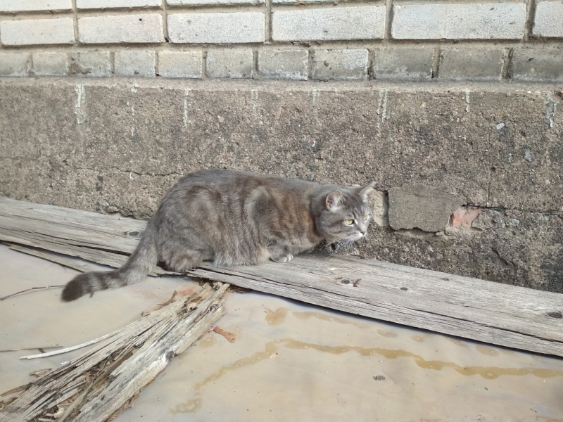 Кошки в нашей жизни. Кошки и все, что с ними связано.