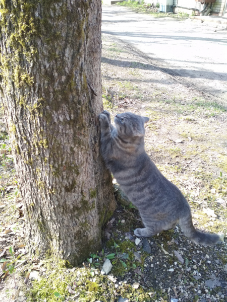 Кошки в нашей жизни. Кошки и все, что с ними связано.