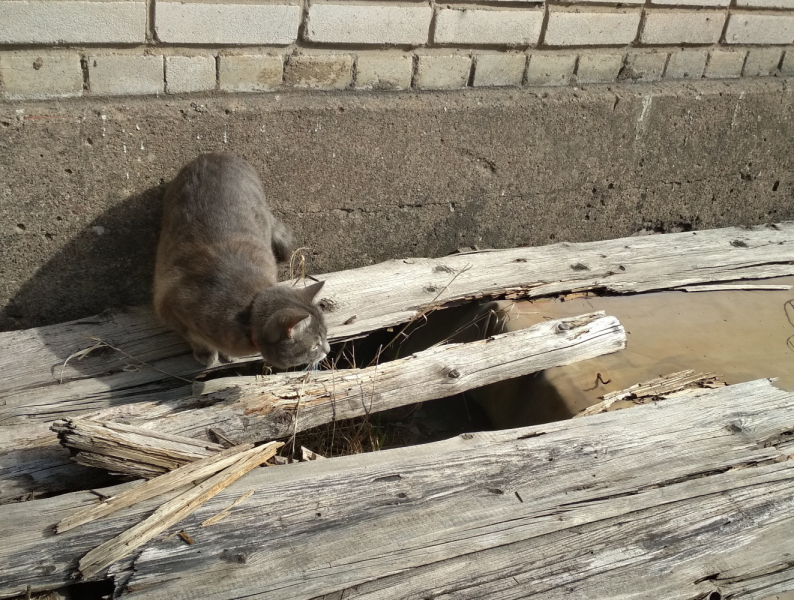 Кошки в нашей жизни. Кошки и все, что с ними связано.