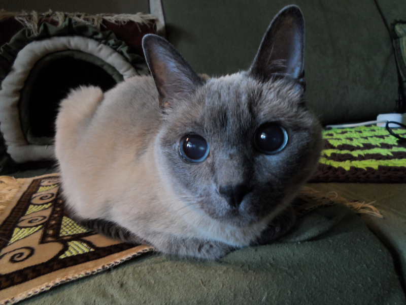 Кошки в нашей жизни. Кошки и все, что с ними связано.